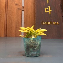 가꾸다 풍란 황금금 원예종