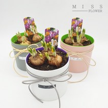 꽃집아가씨 크로커스 커버분 구근식물 3가지 색상 낱개판매, 크로커스 커버분(화이트), 식물색상(랜덤)