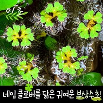 [미초] 긴코 수초 5뿌리 / 부상수초 / 초보 수초 / 구피 수초
