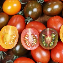 컬러 대추방울토마토모종 모종방울토마토 5주 40주, 색상 대추방울_모종5주