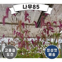 (나무85) 산오이풀 숙근 (라일락스쿼럴)