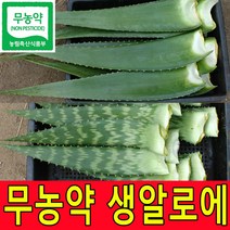 친환경 무농약인증 알로에베라 5kg 2kg 생잎 사포나리아 4kg 2kg 생알로에 농장직송, 1박스, 알로에베라5kg
