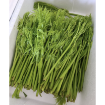 여름 두릅 1kg 봄 제철 나물 산지직송 2023년 햇 자연산 두릅 참두릅 두릅짱아찌 햇두릅, 1개