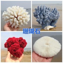 철갑상어키우기 구피암컷 베타암컷 천연 산호 화초 돌패각 소라껍데기 조경 가구 장식, 05 분재산호 1213센티