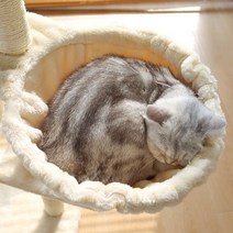 핫버튼 고양이 캣타워 diy 미니 원룸 가성비 창문 벽캣 윈도우 공간박스, 일반, 그레이