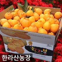 한라산농장 하우스 한라봉 10KG 대과(30~39과수) 홍보용 -불만시 무료반품-