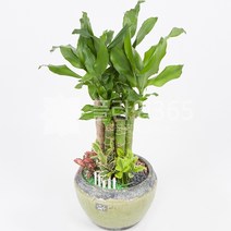 플라워365 개업 화분배달 당일배송 축하 화분 서비스 실내 관엽식물 황금죽 중형 201705_gold_a