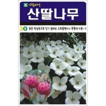 AR 산딸나무 멋진 씨앗 200립