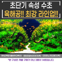 [비바소녀] 부상+중경+전경 3종(28촉)을 한 번에 세팅!! 초보수초 구피 새우 어항수초