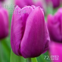 튤립 구근 2022년 입고 금강원예, 72.랩탑