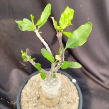 [메카다육]75-0405 포케아 에듈리스 (실생 아프리카식물) 화분포함 다육식물