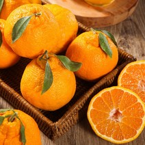 [초록자연] 한라봉 5kg(10과), 상세페이지 참조