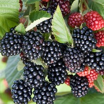 블랙베리 나무 묘목 체스터 삽목2년 뿌리묘 1개