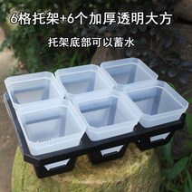 마카롱 안스리움 와로쿠아넘 몬스테라알보 다육이 저면관수 화분 두꺼운 작은 사각형 투명 일곱 사각형 다육 꽃 18, 투명하고 두꺼워진 넉넉한 6 그리드 브래킷, 중간