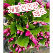 게발선인장-중-레드/겨울에 꽃을 피우기에 크리스마스선인장