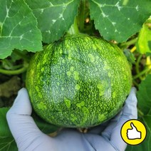 어머니손맛 풋호박 둥근조선호박, 1박스, 풋호박(둥근조선호박) 3kg (중) 3-4개입