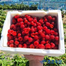 [조조수산]포항 장기 생노지 생과 급냉 고당도 산딸기 1kg 2kg 산지직송, 생노지 급냉 2kg, 1개