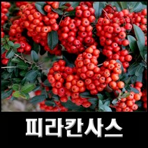 없음 피라칸사스, 1개