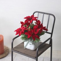 바보사랑 포인세티아 화분(조화).인테홀릭