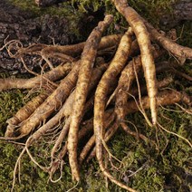 금산 황금농장 삼계탕/갈비탕용 인삼(소) 750g, 단품