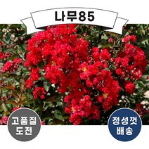 (나무85) 배롱나무(다이너마이트) 4치 장포트