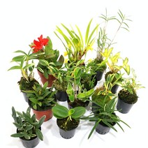 오키다리움 석곡 착생란 테라리움 석부작 목부작 미니분경, 3. 레드돌, 1개