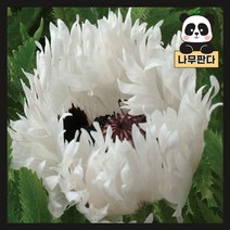 (나무판다) 양귀비 숙근 시리즈, 8. 센트럴파크