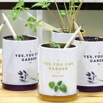 방울토마토 해바라기 씨앗연필_2487EA, 봉선화