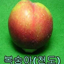 천도 복숭아 3년 결실주 1그루 과일나무 묘목 유실수 나무묘목