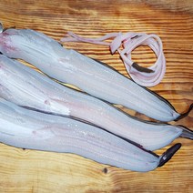 기력충전 통영 욕지 돌장어 1kg 손질 +소스 선장직판, 급냉 돌장어 소 600g