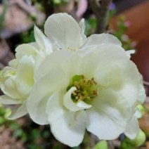 묘목/명자나무(백명자) 5치 포트묘 KJ1535