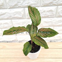 [모종가게] 칼라데아진저 / 칼라데아 진저 핑크 줄무늬 희귀식물 오나타 미세먼지제거