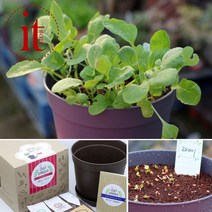 미니 화분 키우기 세트 래디시 허브 식물 키우기 유아 관찰 아동 관찰 키트, 단품