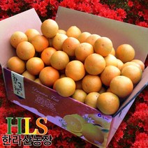 한라산농장 황금향 10KG 5KG 농장직송 -불만시 무료반품-, 황금향 10KG 중과 (41~55과수)