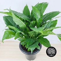 플라워앤곰 [스파트필름(중품)] 높이55cm 1개