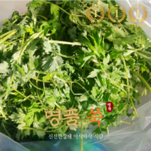 국산명품 국산여수 싱싱한 거문도 쑥 500g 1Kg 섬에서 노지재배 해풍 생쑥 봄 나물 제철, 1개
