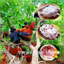 토종닭 장닭 2kg 내외 닭백숙 한약재무료제공 닭볶음용 무뼈구이 또는 닭갈비용 제사용 생닭 오후4시마감 수요일휴무 살아있닭, 무뼈닭갈비 또는 무뼈구이용