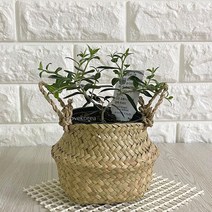 NRD933450올리브나무(소) 해초바구니 실내공기정화식물 공기청정식물 올리브나무키우기 음지식물