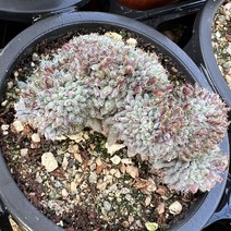 [올식스] 룬데리철화 둥근분 다육식물 다육이 플랜테리어 공기정화식물 개업화분