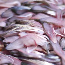 삼천포 전어 자연산 제철 전어 1kg 손질 세꼬시 전어회 회무침 물회 전어구이, 세꼬시 전어회 550g내외