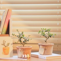 미니 올리브 나무 생화 화분 세트 키우기 쉬운 식물 실내공기정화 소품, 줄무늬, 그레이, 토분받침