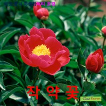 색감에 크고 화려한 작약꽃 씨앗 5립