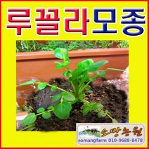 (소망)루꼴라모종(20개)/로켓모종/셀러드