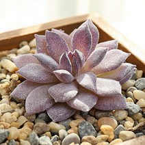 (주)아트인 인조 다육 식물(M09), 그린, 1개