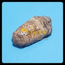 (밥풀)삼엽충 화석(보관케이스포함)/KSIC-15006