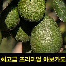 HACHO_ 아보카도요리 아보카도 아보카도먹는법 아보카도오일먹는법 아보카도오일효능, 옵션_ 고씨네 특급 아보카도1.5KG 아보카도오일 아보, 옵션_ 특급 아보카도 1.5kg