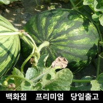 과일 (특등급) 오늘출고 수박5KG 꿀수박 수박화채 설탕수박 수박 냉동수박 하우스수박 수박가격 복수박 고당도수박 [WBB8DA0], 쿠팡 5KG 1통-2통, 쿠팡 본상품선택