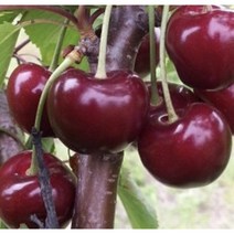 일심묘목농원 체리나무 라핀 묘목 접목1년생 특묘 상묘 하묘, 접목  1년생 (특묘)