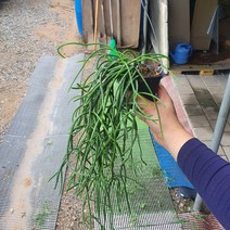 호야밤벨시스핑크볼 수입호야 공중식물 50~70cm 119