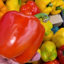피망파프리카 빨간파프리카 특품 파프리카 5kg 2.5kg, 노랑(단색)_5kg